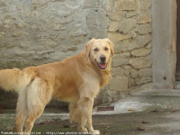 Photo de Golden retriever