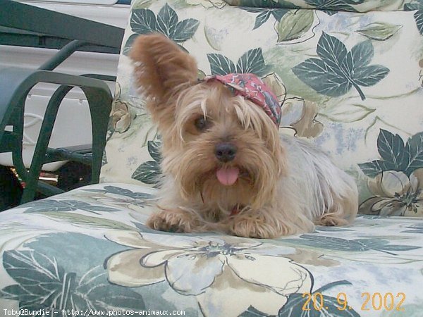 Photo de Yorkshire terrier