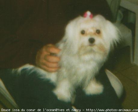 Photo de Bichon maltais