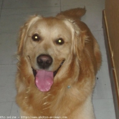 Photo de Golden retriever