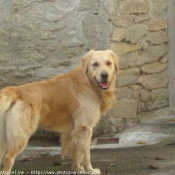 Photo de Golden retriever