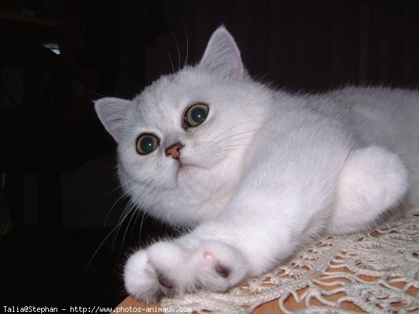 Photo d'Exotic shorthair