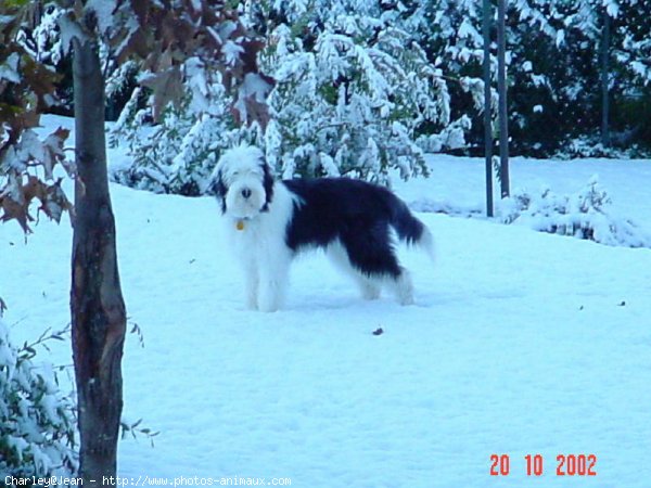 Photo de Bearded collie