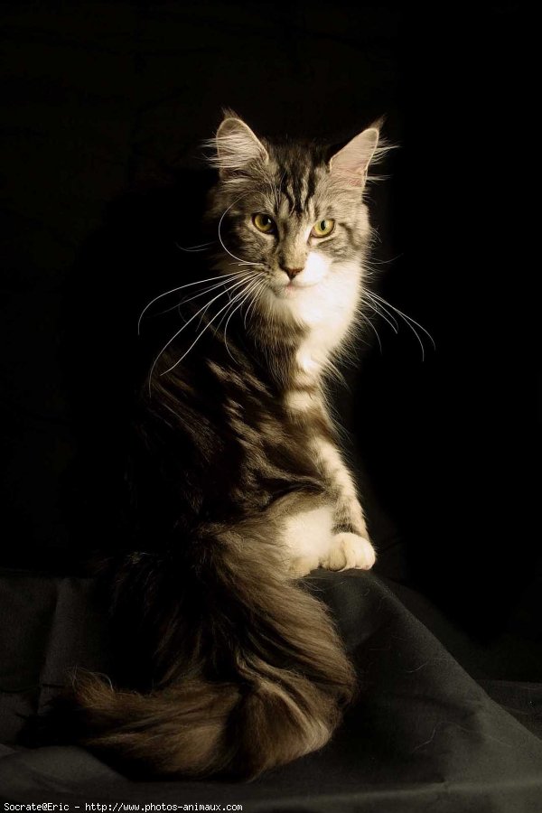 Photo de Maine coon