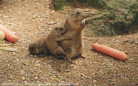 Photo de Chien de prairie