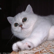 Photo d'Exotic shorthair