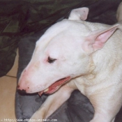 Photo de Bull terrier miniature