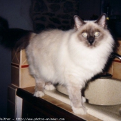 Photo de Sacr de birmanie