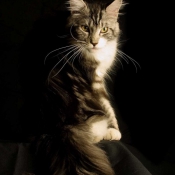 Photo de Maine coon