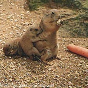 Photo de Chien de prairie