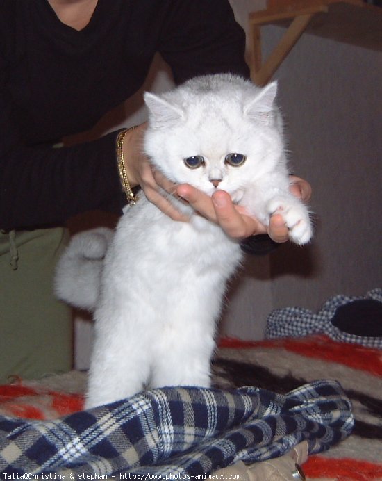 Photo d'Exotic shorthair