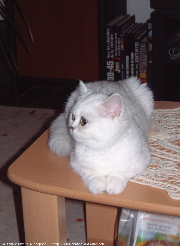 Photo d'Exotic shorthair