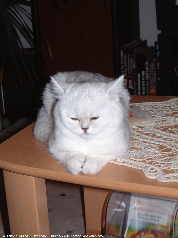 Photo d'Exotic shorthair