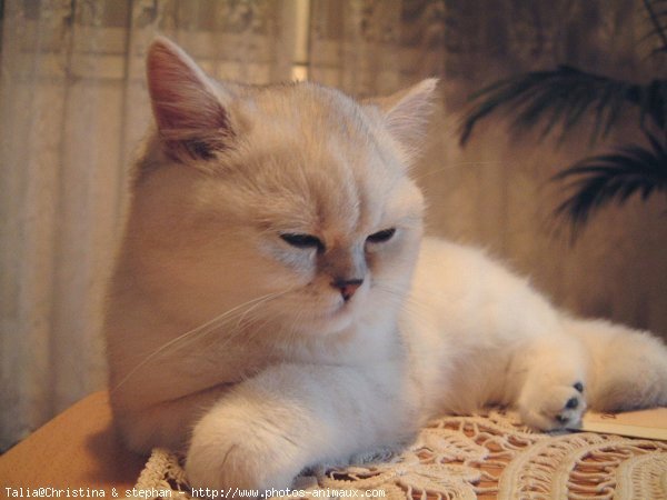 Photo d'Exotic shorthair