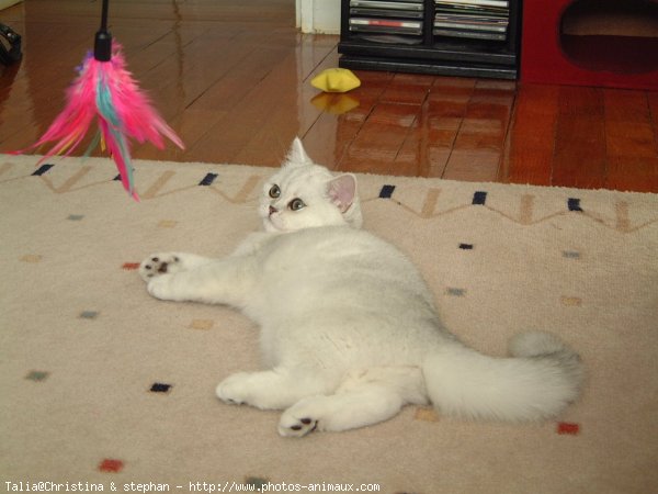 Photo d'Exotic shorthair