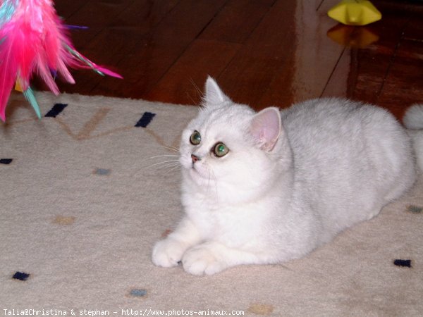 Photo d'Exotic shorthair