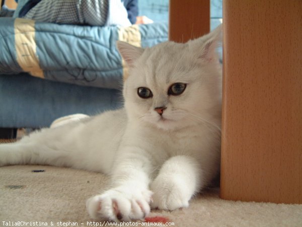 Photo d'Exotic shorthair