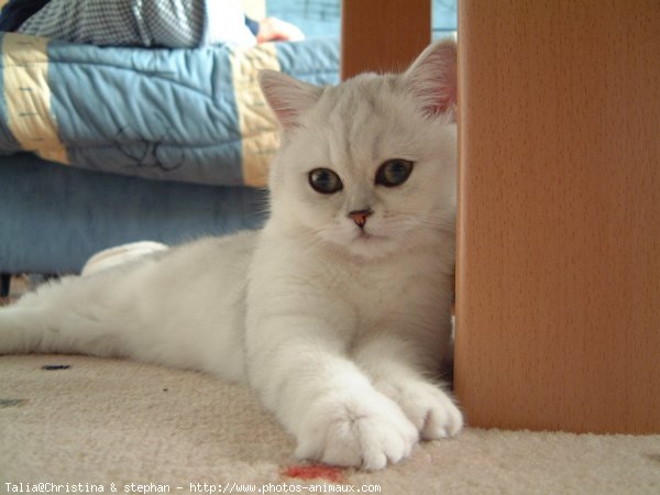 Photo d'Exotic shorthair