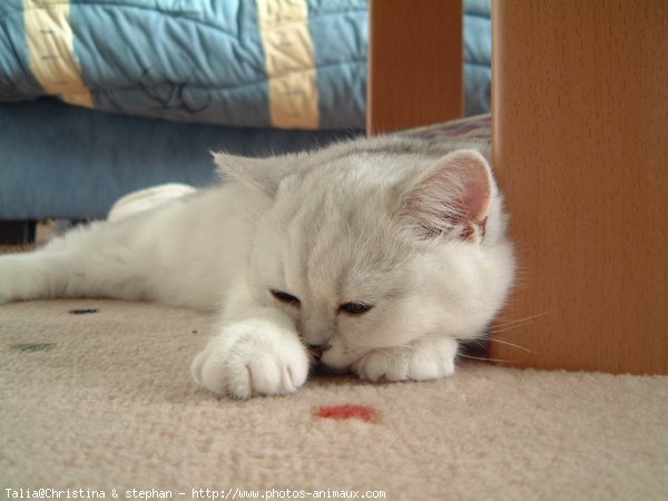 Photo d'Exotic shorthair