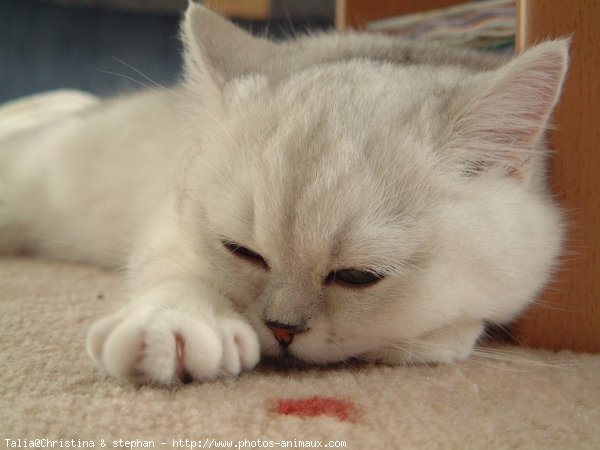 Photo d'Exotic shorthair