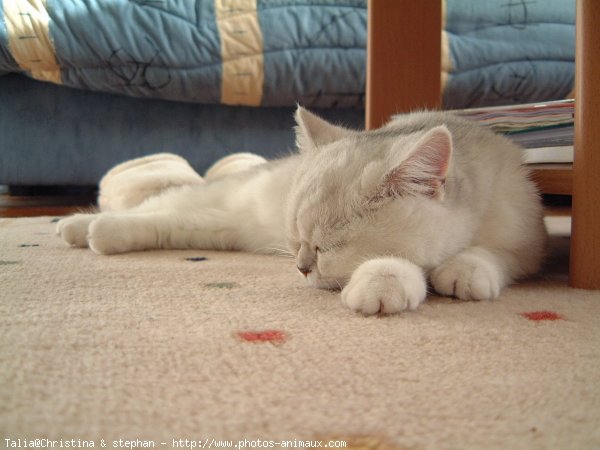 Photo d'Exotic shorthair