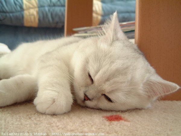 Photo d'Exotic shorthair