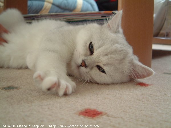 Photo d'Exotic shorthair