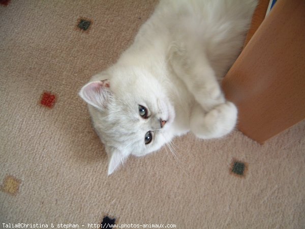 Photo d'Exotic shorthair