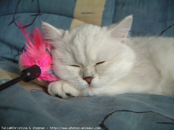 Photo d'Exotic shorthair