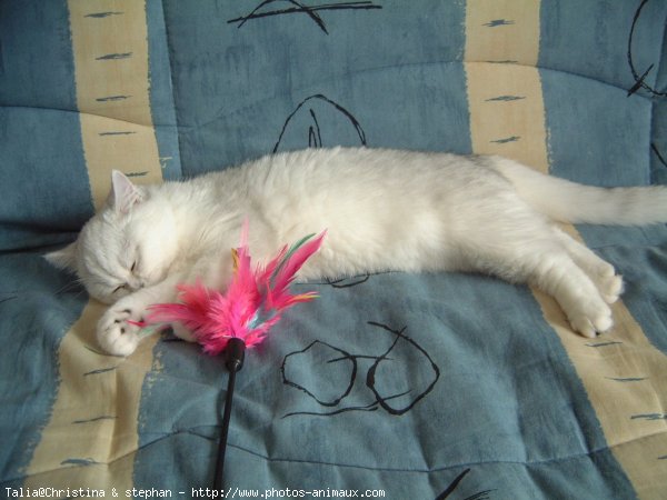 Photo d'Exotic shorthair