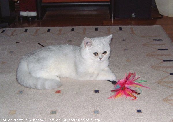 Photo d'Exotic shorthair