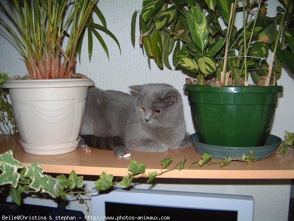 Photo de British shorthair