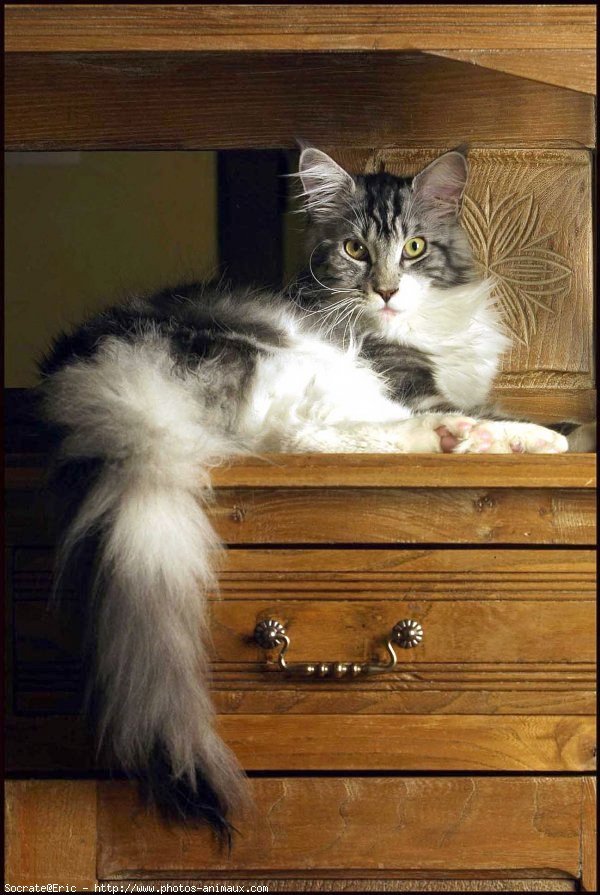 Photo de Maine coon