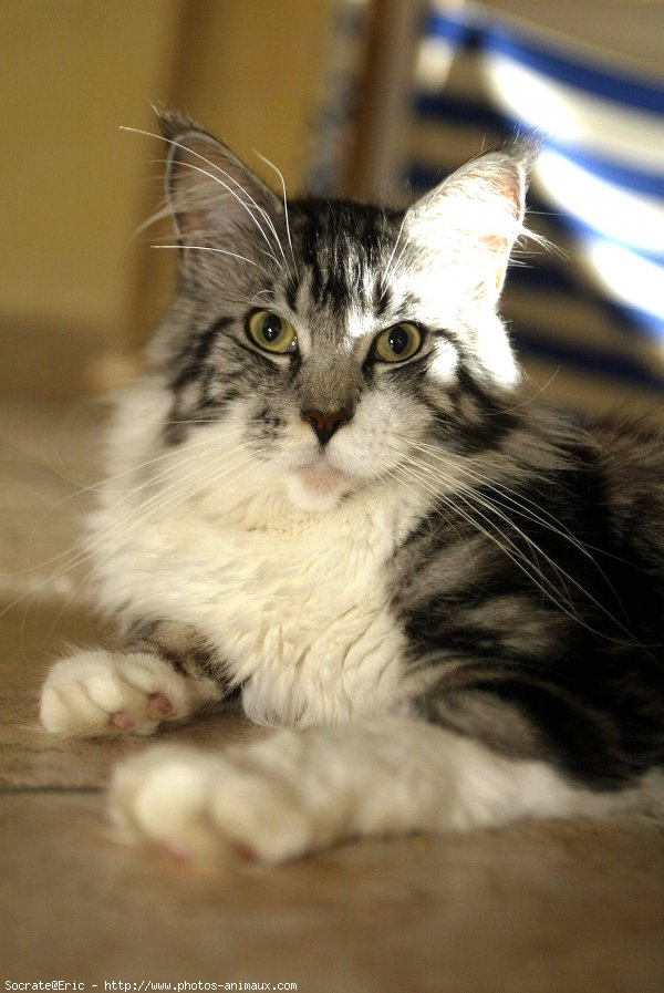 Photo de Maine coon