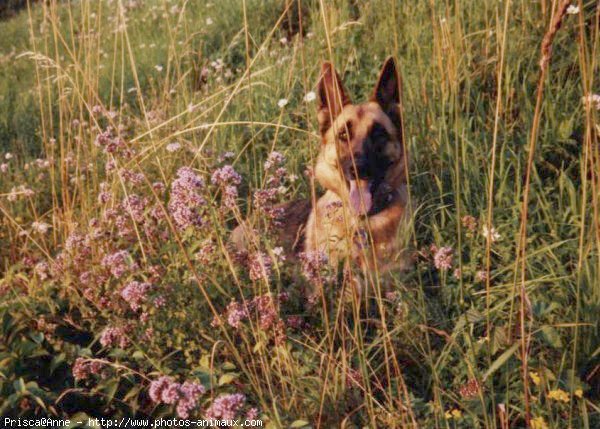 Photo de Berger allemand  poil court