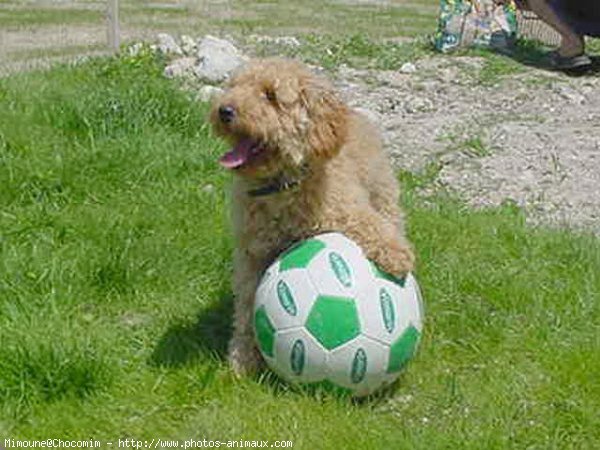 Photo de Caniche moyen