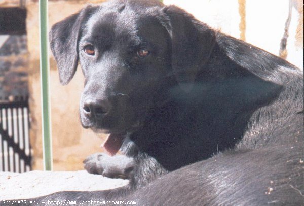 Photo de Labrador retriever