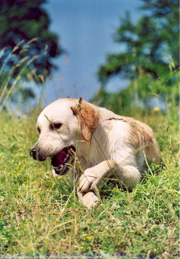 Photo de Golden retriever