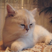 Photo d'Exotic shorthair