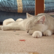 Photo d'Exotic shorthair