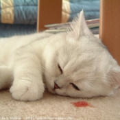 Photo d'Exotic shorthair