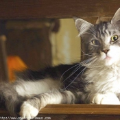 Photo de Maine coon