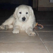 Photo de Golden retriever