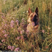 Photo de Berger allemand  poil court