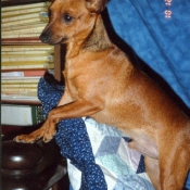 Photo de Pinscher nain