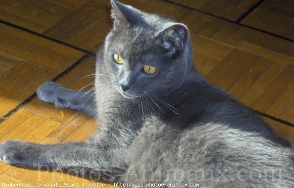 Photo de Chartreux