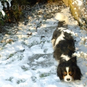 Photo de Cavalier king charles spaniel