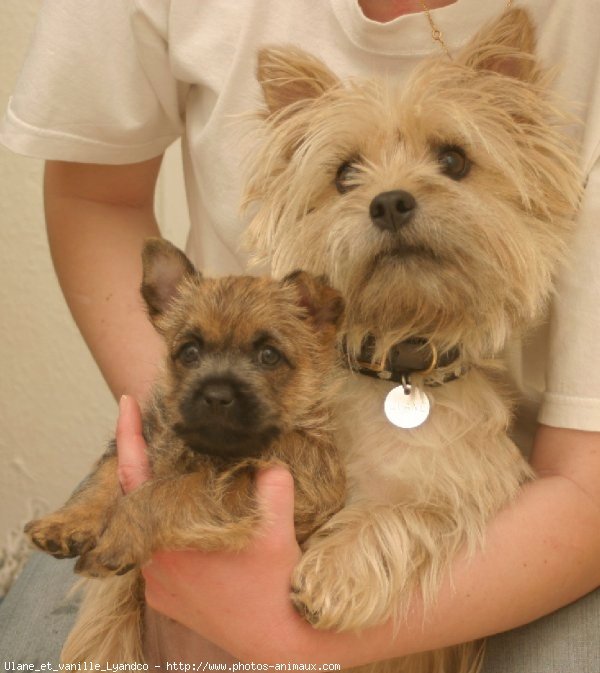 Photo de Cairn terrier