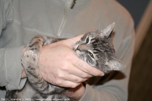 Photo de Chat domestique