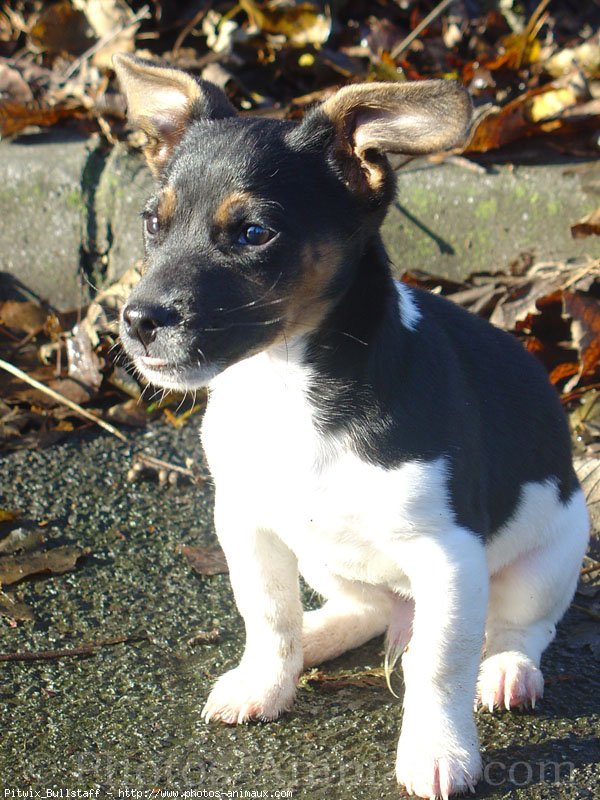 Photo de Jack russell terrier